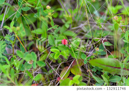 A Vibrant Wild Strawberry Beautifully Nestled Among Lush Greenery in Natures Embrace 132911746