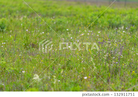 A Beautiful Wildflower Meadow in Spring showcasing natures vibrant colors and serenity 132911751