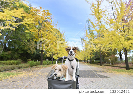 Two Jack Russell Terriers walking along a ginkgo tree-lined street in a dog cart. Autumn material. Two Jack Russell Terriers walking along a ginkgo tree-lined street in a dog cart. Autumn material. 132912431