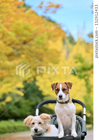 Two Jack Russell Terriers walking along a ginkgo tree-lined street in a dog cart. Autumn material. Two Jack Russell Terriers walking along a ginkgo tree-lined street in a dog cart. Autumn material. 132912433
