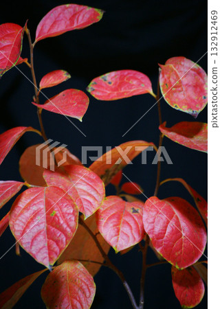 Persimmon leaves Autumn leaves Persimmon leaves Autumn leaves 132912469