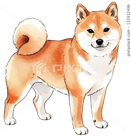 Shiba Inu 132912496