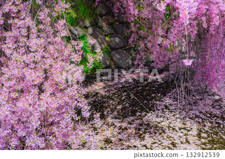 【諏訪高島城】護城河中垂枝櫻花和散落的花瓣【諏訪市】 132912539