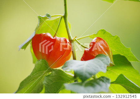 一隻狗 一隻狗 132912545