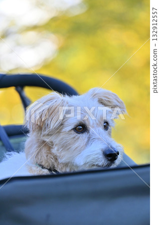 Jack Russell Terrier walking along the ginkgo tree-lined street in a dog cart. Autumn material Jack Russell Terrier walking along the ginkgo tree-lined street in a dog cart. Autumn material 132912557