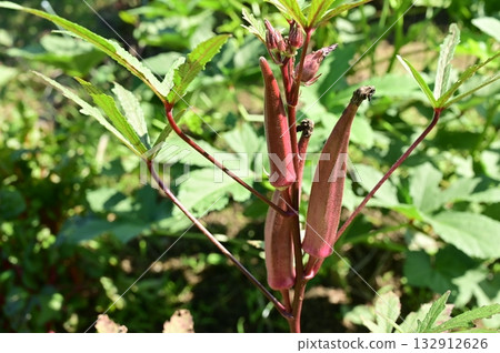 收穫前的紅秋葵（錦葵科） 132912626