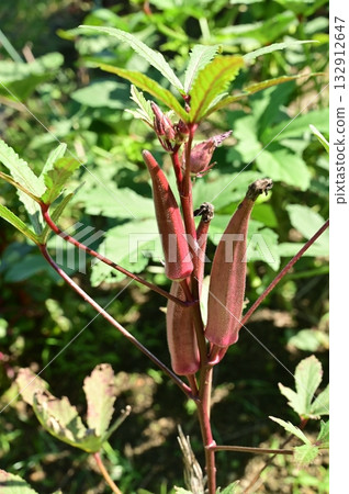 收穫前的紅秋葵（錦葵科） 132912647