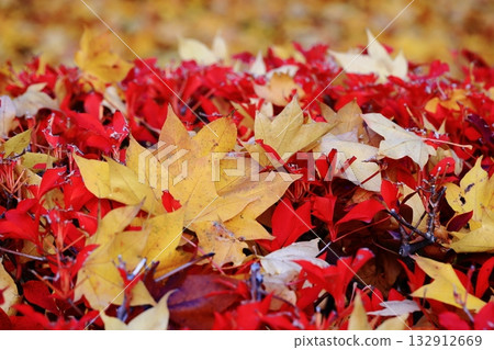 秋天的楓葉 132912669