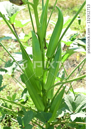 Okra (Malvaceae) before harvest 132912713
