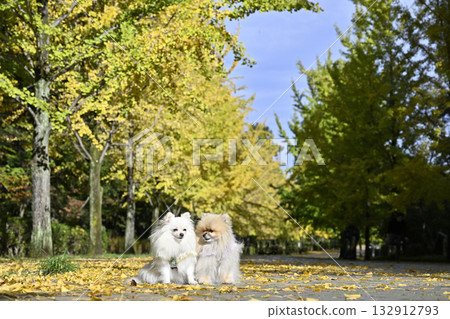銀杏樹和兩隻博美犬,秋季素材 銀杏樹和兩隻博美犬,秋季素材 132912793