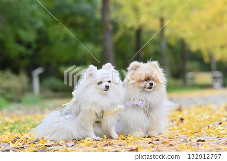 銀杏樹和兩隻博美犬，秋季素材 132912797