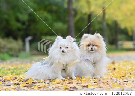 Ginkgo trees and two Pomeranians Autumn material 132912798