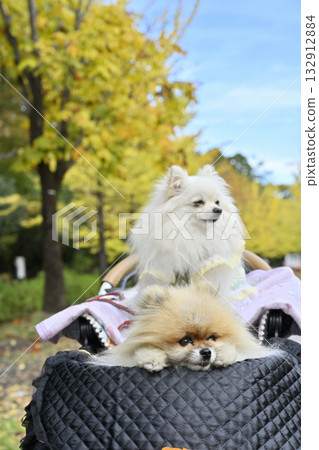 Two Pomeranians walking along a ginkgo tree-lined street in a dog cart. Autumn material. Two Pomeranians walking along a ginkgo tree-lined street in a dog cart. Autumn material. 132912884