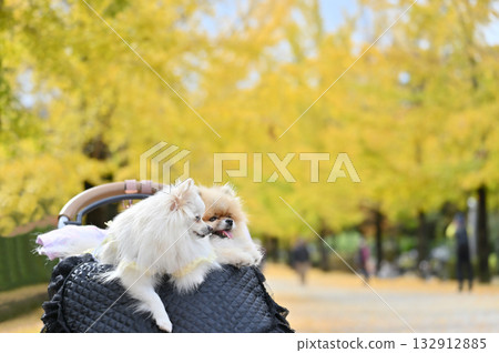 Two Pomeranians walking along a ginkgo tree-lined street in a dog cart. Autumn material. Two Pomeranians walking along a ginkgo tree-lined street in a dog cart. Autumn material. 132912885