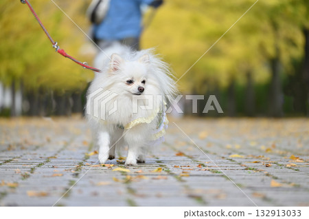 一隻博美犬沿著銀杏樹成蔭的街道漫步 132913033