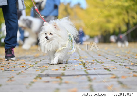 Pomeranian walking along the ginkgo tree-lined street Pomeranian walking along the ginkgo tree-lined street 132913034