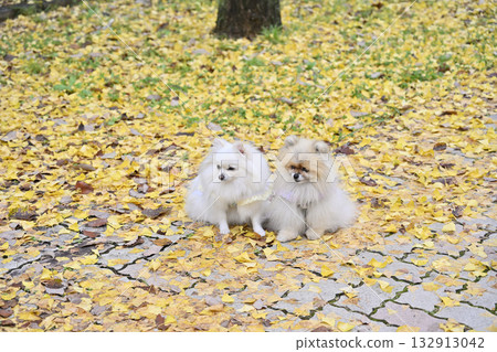 Ginkgo trees and two Pomeranians Autumn material 132913042