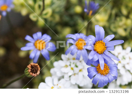 藍色雛菊花 藍色雛菊花 132913196
