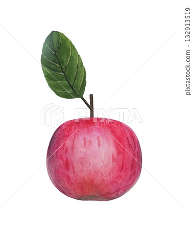 Hand drawn apple tree branch with ripe pink apple. Watercolor botanical 132913519