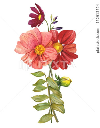 Red and pink dahlias. Arrangement of bright dahlias, leaves. Hand drawn watercolor illustration. 132913524
