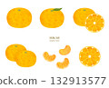 Watercolor style mandarin orange illustration material set 132913577