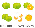 Watercolor style early mandarin orange illustration material set 132913579