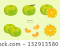 Illustration set of early-ripening mandarin oranges (watercolor-style vector) 132913580