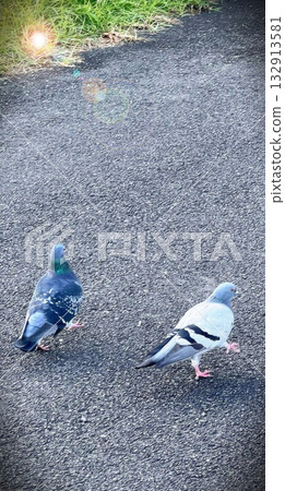 公園裡玩耍的鴿子 132913581