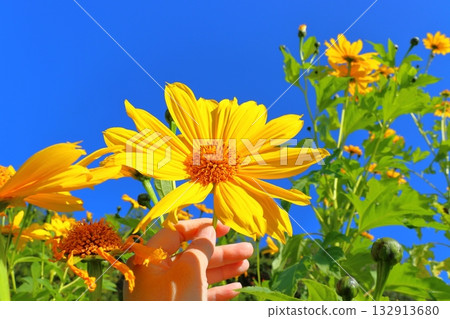 Emperor Sunflower Hand 132913680