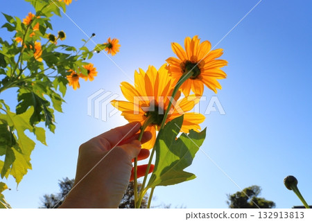 Sunflower, blue sky, sun, hand 132913813