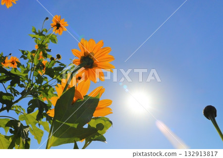 Sunflowers, blue sky, sun 132913817