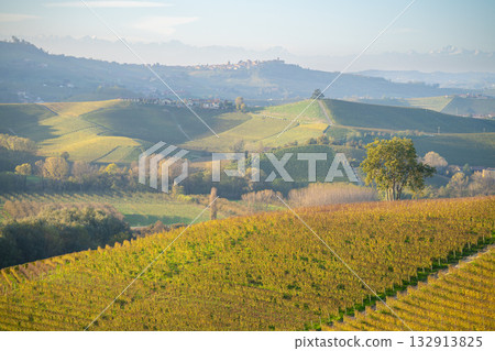 Piedmont vineyards in autumn light with distant mountains and a village Piedmont vineyards in autumn light with distant mountains and a village 132913825