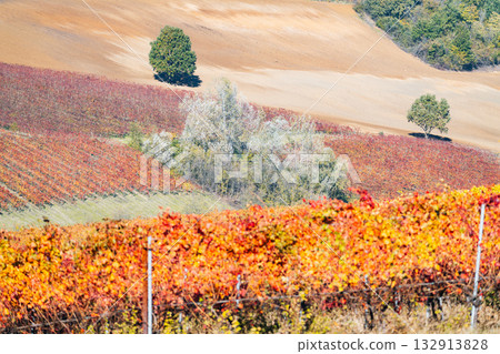 Castelvetro, Modena, Emilia Romagna, Italy. Sunset over the vineyards Castelvetro, Modena, Emilia Romagna, Italy. Sunset over the vineyards 132913828