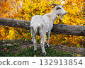 A white goat stands on a grassy bank with a wooden fence and autumn foliage 132913854