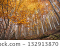 Tall trees in a vibrant autumn forest display golden leaves 132913870