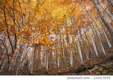 Tall trees in a vibrant autumn forest display golden leaves Tall trees in a vibrant autumn forest display golden leaves 132913870