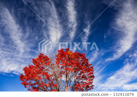 Blue sky and autumn leaves of large maple trees Blue sky and autumn leaves of large maple trees 132913879