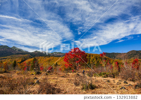 乘鞍山迎來了它的第一場雪，山上聳立著一棵巨大的楓樹。 132913882