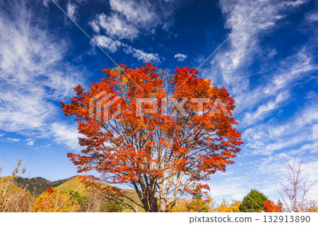 乘鞍高原的大楓樹和流動的雲朵 132913890