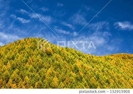 Autumn leaves of conifers, Norikura Plateau 132913908
