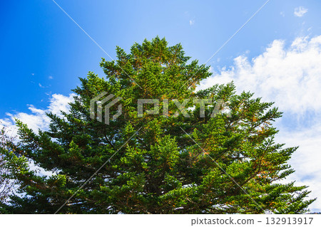 Blue sky and cedar 132913917