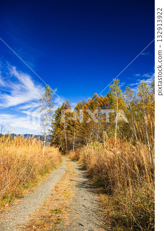 Forest roads in Norikura Plateau Forest roads in Norikura Plateau 132913922