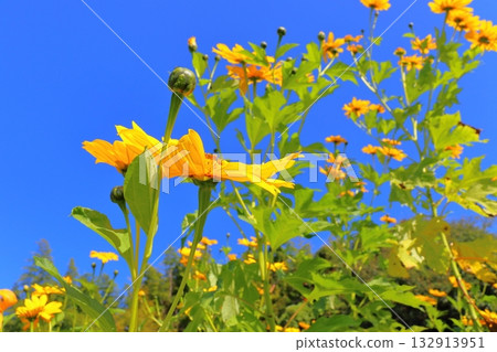 向日葵藍天 向日葵藍天 132913951