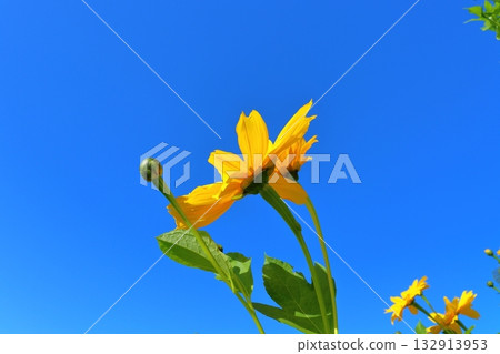 Sunflower blue sky 132913953