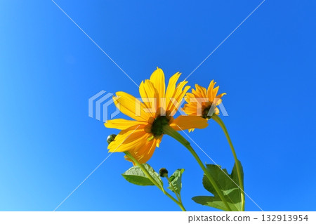 Sunflower blue sky Sunflower blue sky 132913954