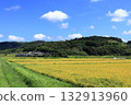Pre-harvest rice and blue sky 132913960
