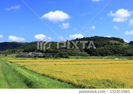 Pre-harvest rice and blue sky 132913960
