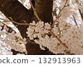 Pink cherry blossoms and trees 132913963