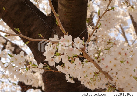 Pink cherry blossoms and trees 132913963