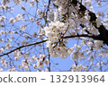 Sakura that shines in the blue sky 132913964